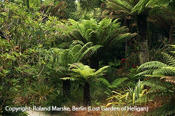 Lost Garden of Heligan, Neuseelandgarten