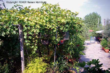 Der &uuml;ppige Kivi-Garten von den Vassilis Ferienwohnungen