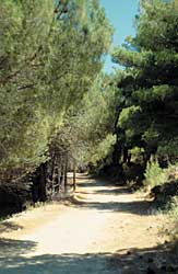 Waldweg