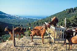 Ziegen auf Skopelos