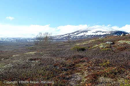 Dovrefjell