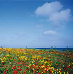 Blumenwiese bei Karpaz