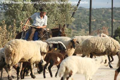 Sch&auml;fer auf der Karpaz-Halbinsel in Nordzypern