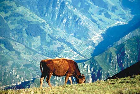 Kuh auf einer Alm bei Trabzon