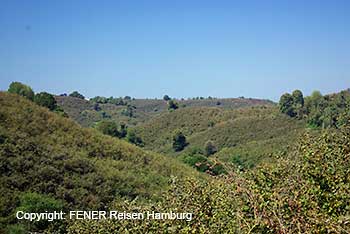 Haseln&uuml;sse so weit das Auge reicht