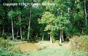 Auwald von Sarikum bei Sinop an der t&uuml;rkischen Schwarzmeerk&uuml;ste