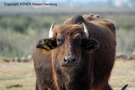 Wasserb&uuml;ffel im Natur- und Vogelschutzgebiet des Kizilirmak Deltas bei Samsun in der T&uuml;rkei an der Schwarzmeer K&uuml;ste