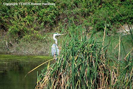 Selbst au&szlig;erhalb der Vogelsaison finden Sie allerlei Wasserv&ouml;gel in diesem Naturschutzgebiet